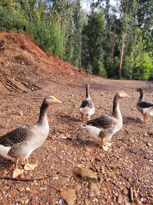 Ovos de ganso de Toulouse