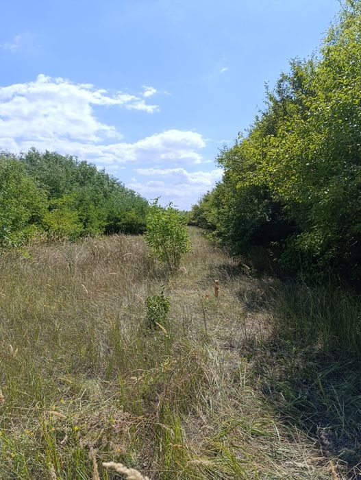 Продажа ровного участка в Таромском