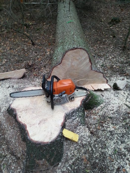 pilarz drwal, wycinka i pielęgnacja drzew