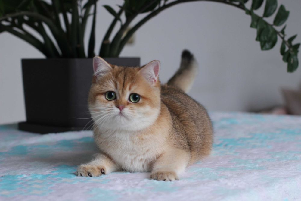 Британсьеі котики та киці