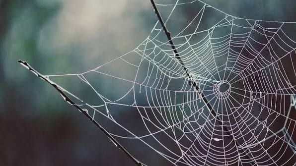 Лікувальна павутина з тибету