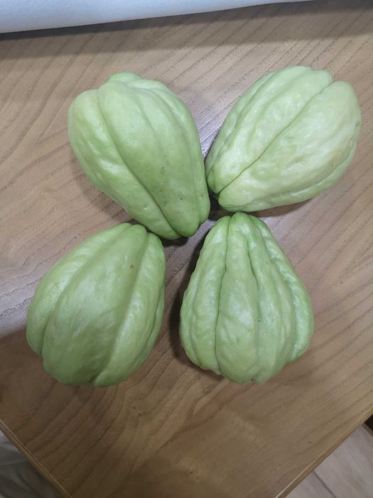 XUXUS Tenrinhos da colheita deste ano