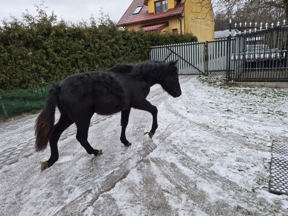 Hucuł Źrebak Zamiana