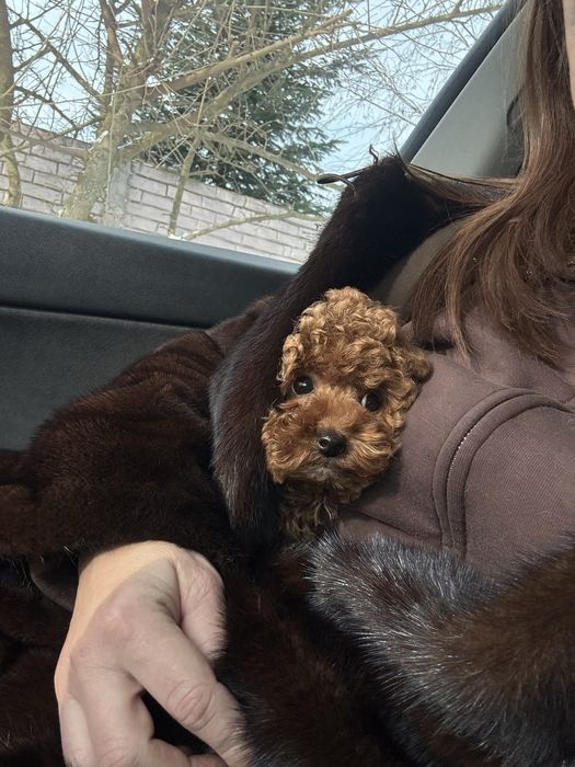 Той пудель хлопчик, 3,5 місяці, FCI, повністю вакцинований