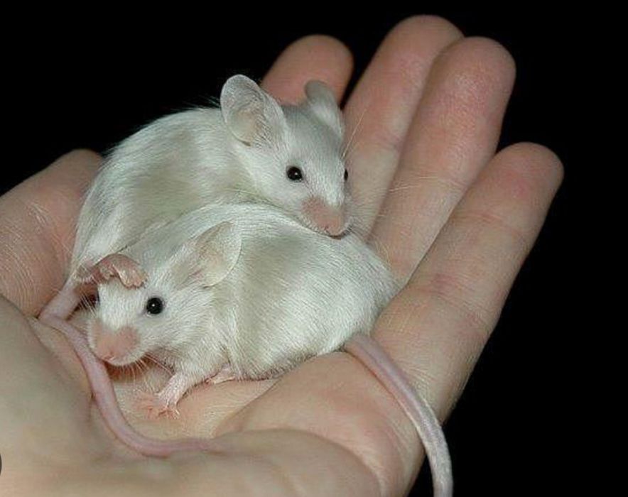 Сатиновые мыши. Сатинові миші. Кучерявая мышь. Мастомис