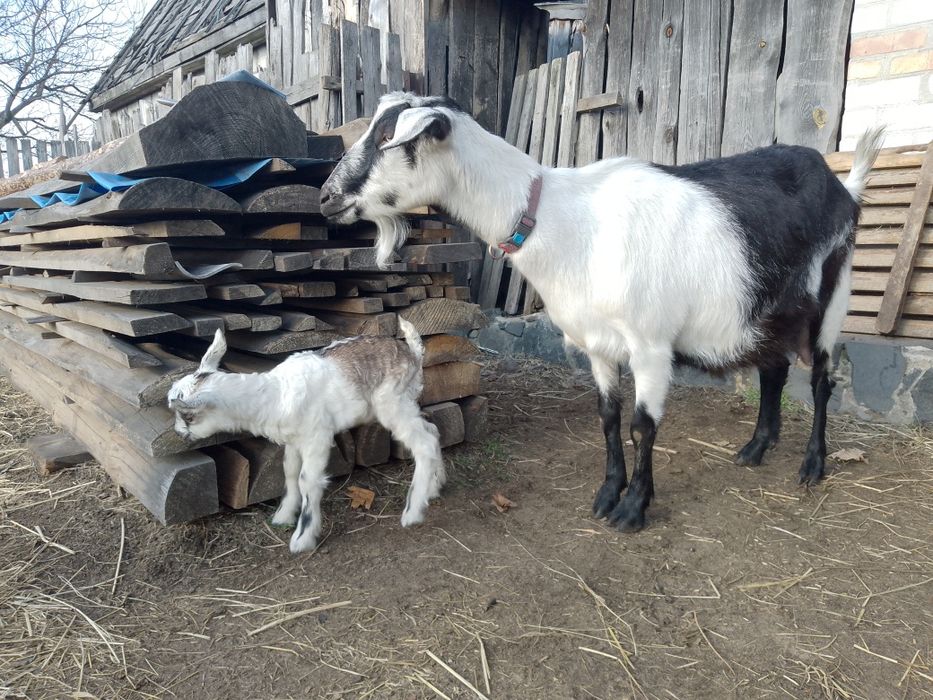 Кози дійні та молоді безрогі