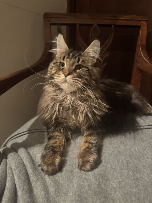 Kocurek Maine Coon