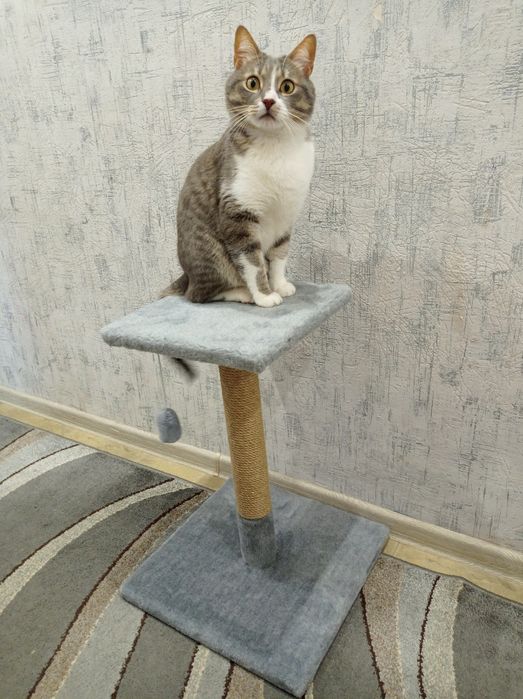 Когтеточка дряпка