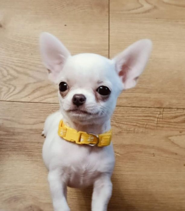 TITO cudny chłopczyk FCI