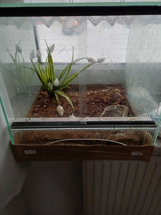 Terarium urzywane