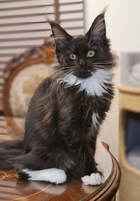 Czarna,  prześliczna kotka