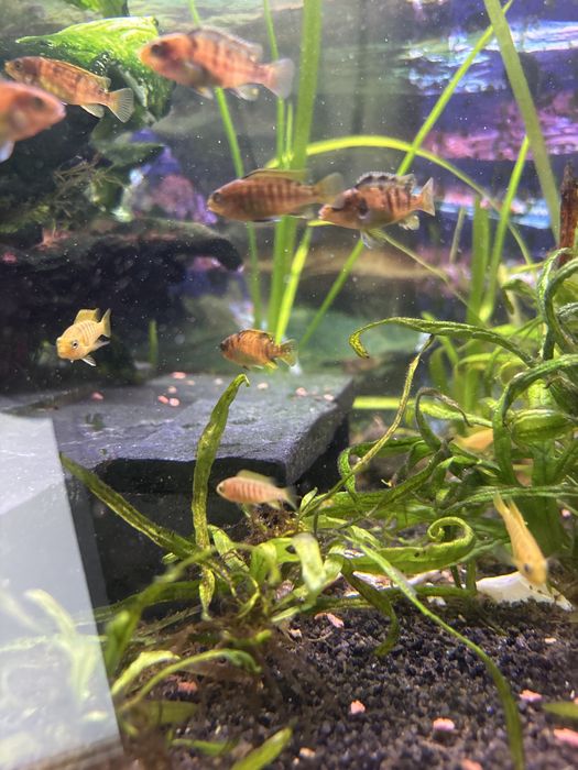 Ciclideos criacao propria