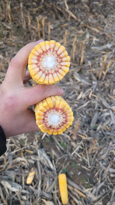 Nasiona  kukurydza Mais Kozacka