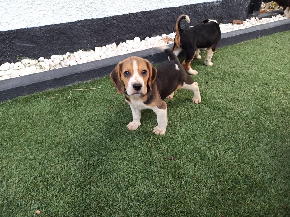 Beagle Tricolor LOP e Afixo