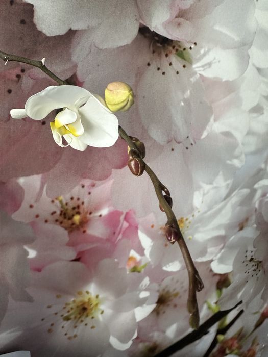 Домашні адаптовані орхідеї