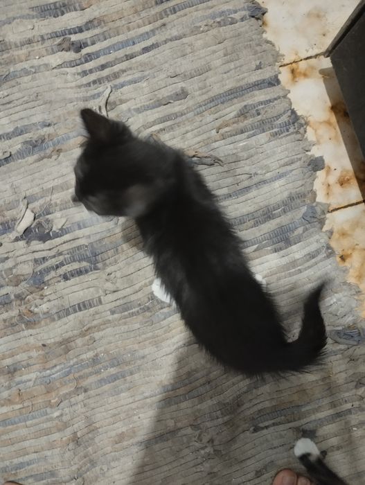 Gato para doação