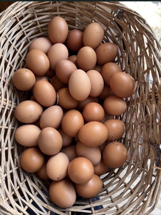 Vendo ovos caseiros