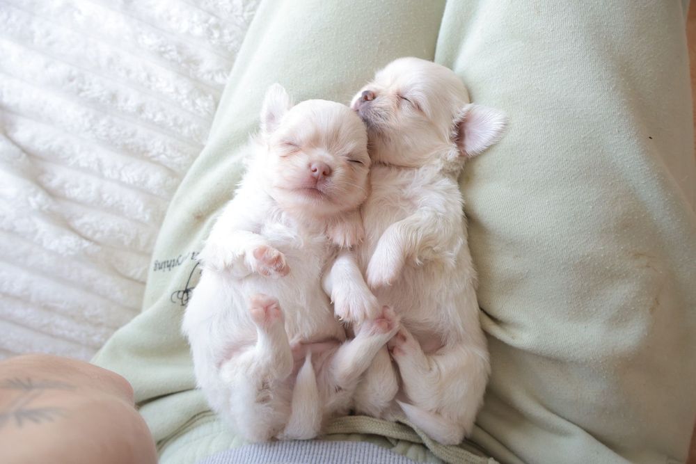 Chihuahua .Mini. Menino .Cabeça de maçã. Pēlo longo