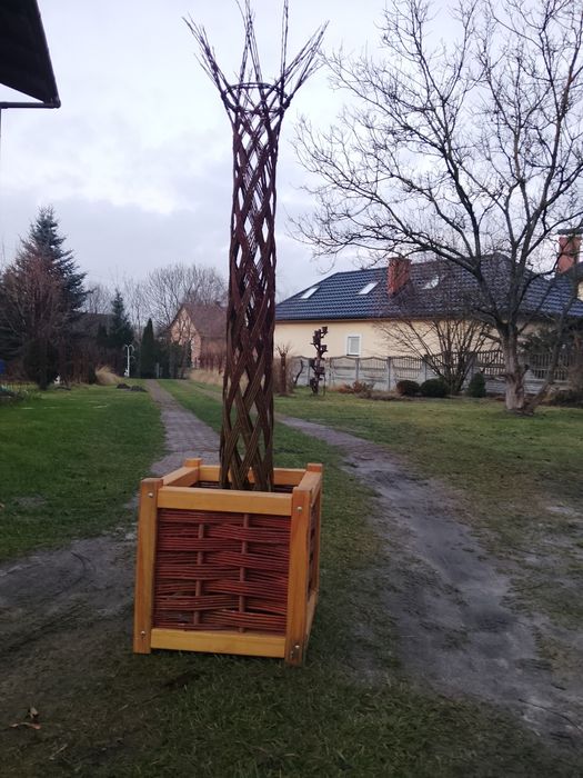 Drzewka wiklinowe