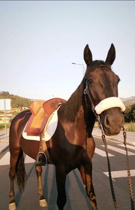 Vendo Trotadora francesa