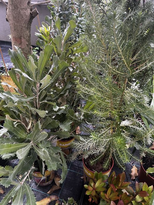 Proteas, banksias, Leucondendron leucospermum e Grevilleas