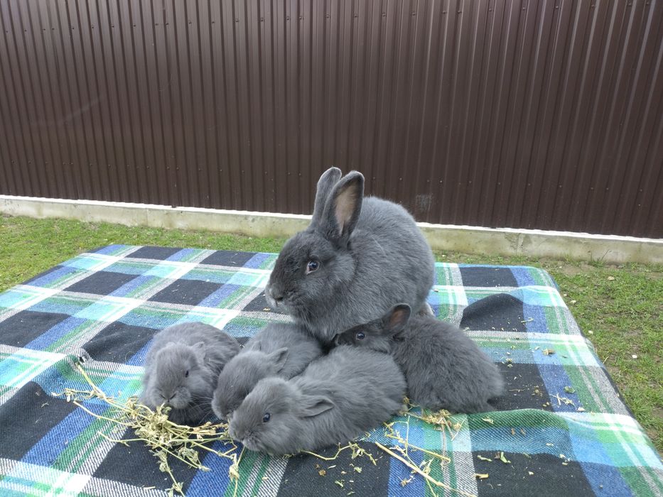 Кролик віденський голубий