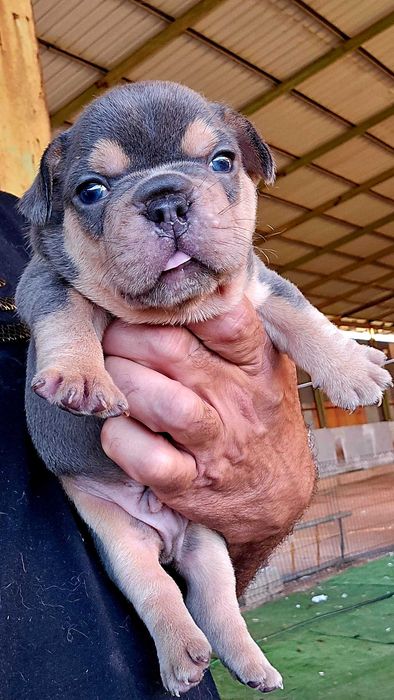 Bulldog francês Macho cor Blue And Tan