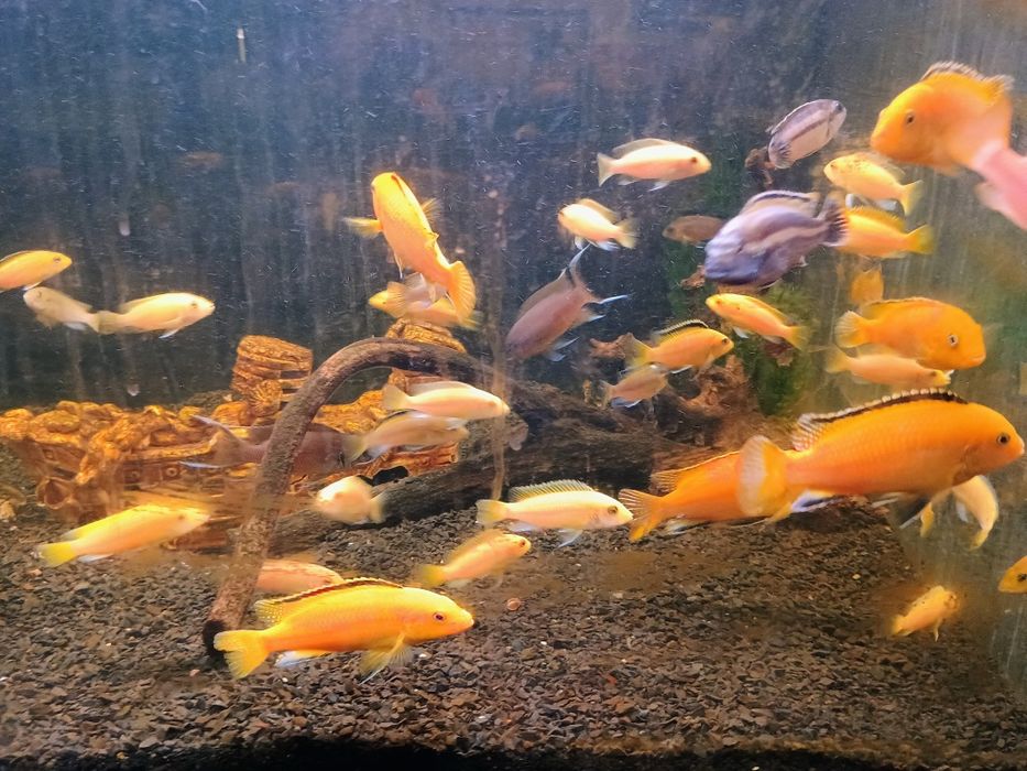 Малавійські цихліди