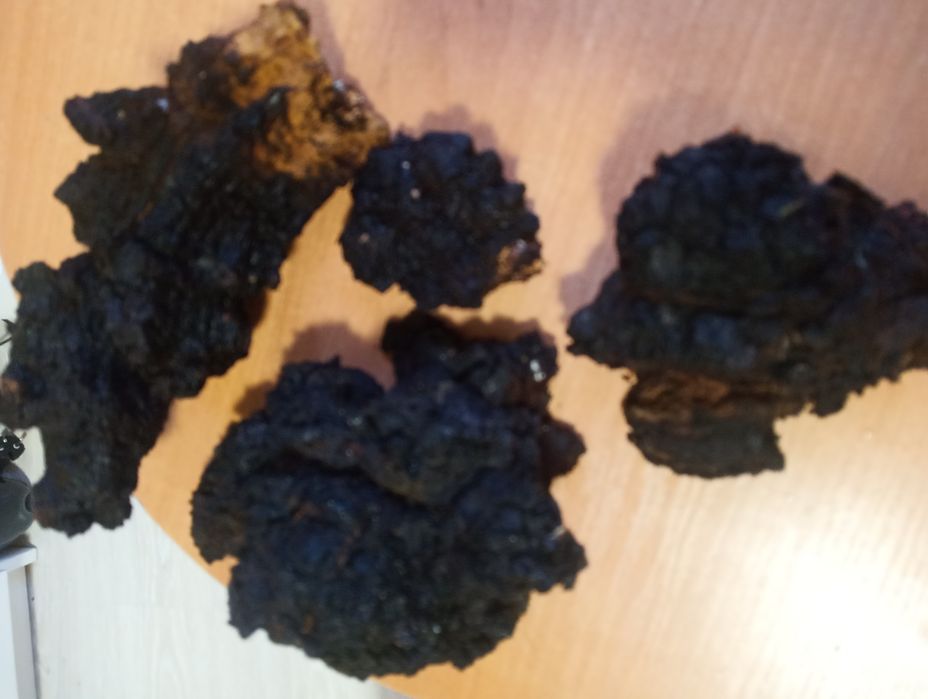 Grzyb chaga  swierzy