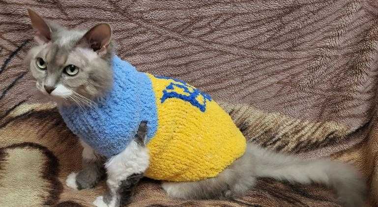 Одежда для кошек