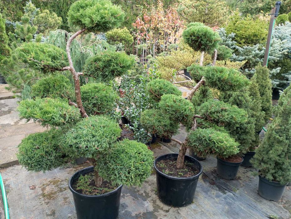 Bonsai z jałowca sprzedam