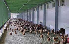 Kury nioski młode Rosa i Dominant. Leghorn z jajkiem. Dowóz Gratis.