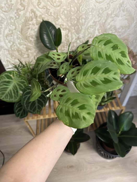 Кімнатні квіти Рослини