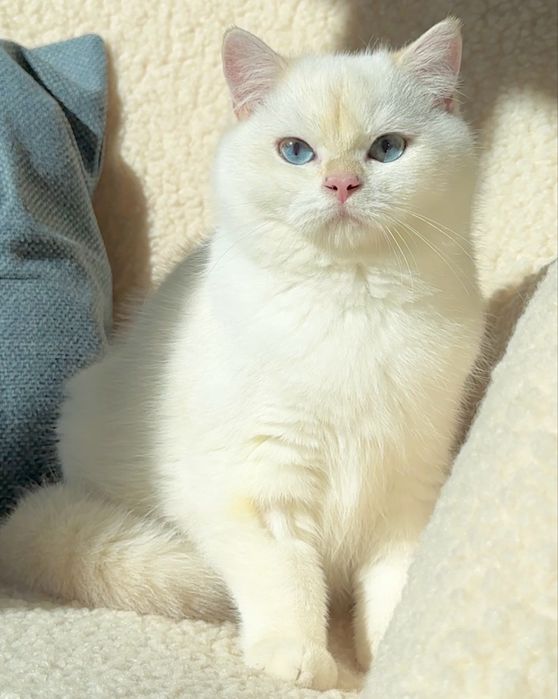 Золотий британський котик! Bri ny 12 33
