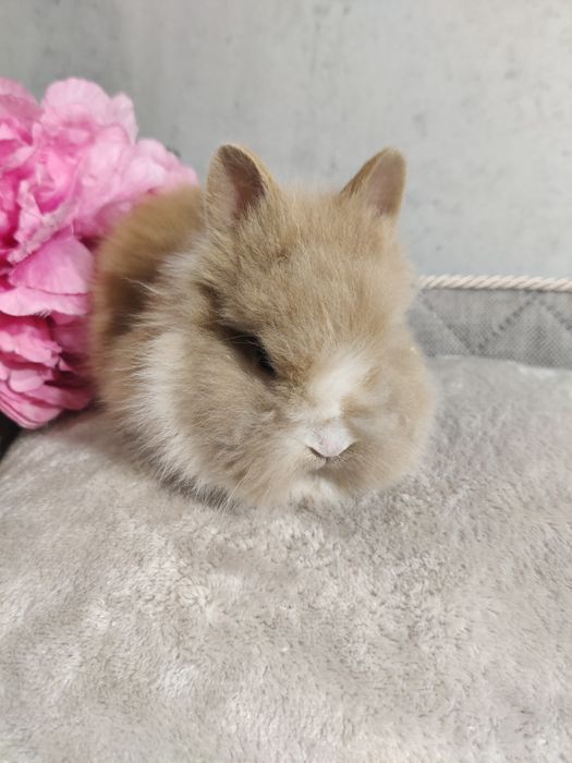 Króliczki  Minilop lwie karzełki sklep zoo Julianowska 7 b Łódź