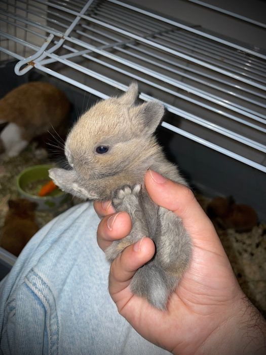 Coelhos Anões *Disponíveis*