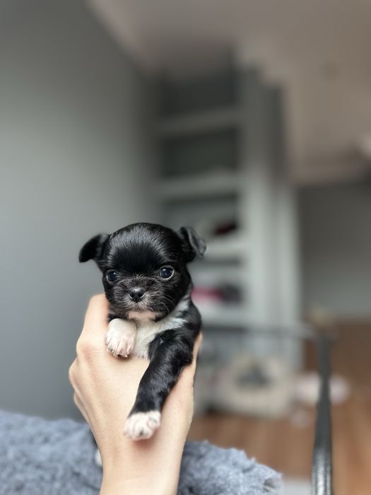 Chihuahua długowłosa chlopczyk