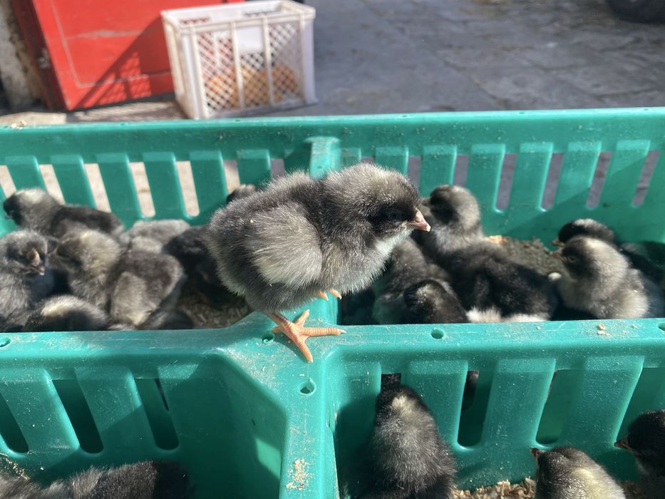Kurczątka jedno dniowe