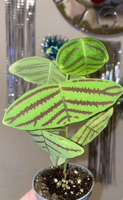 Растения Кристия-крылья бабочки