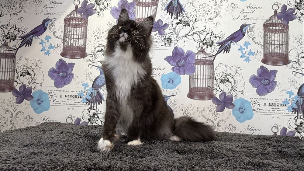 Мейн-кун дівчинка полідакт