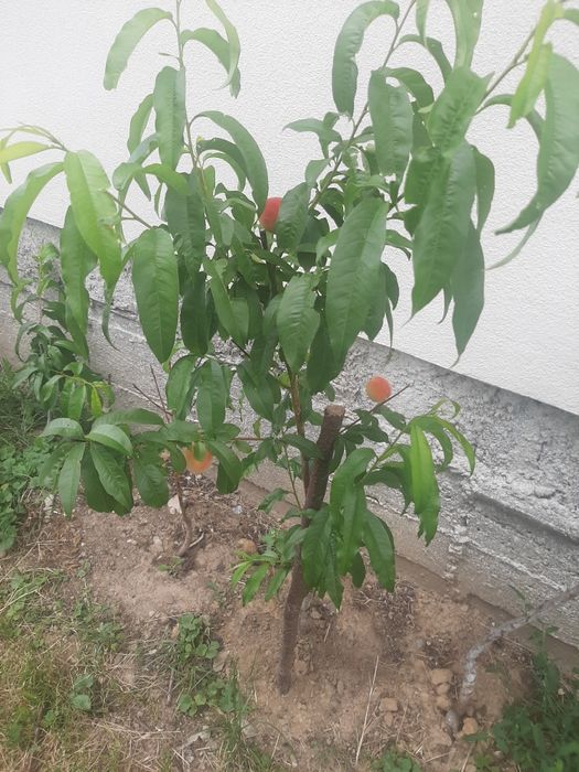 Продам саженці персика