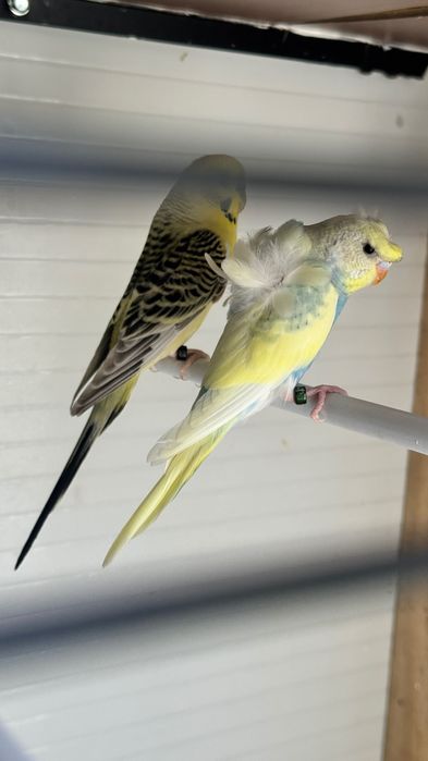 Periquitos Mutações