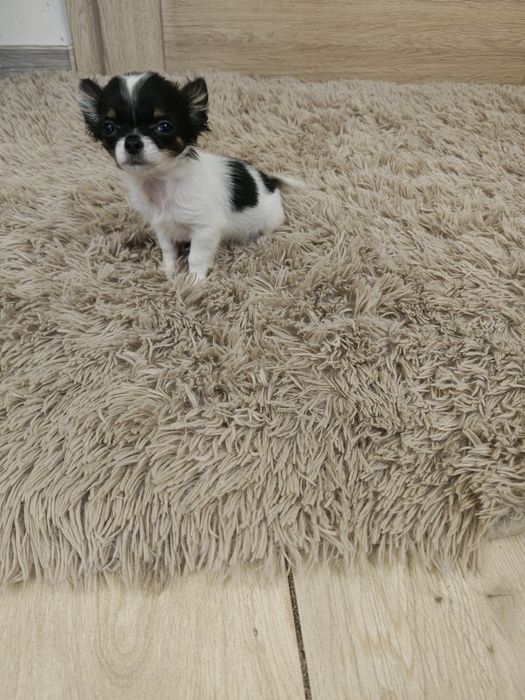 Chihuahua piesek