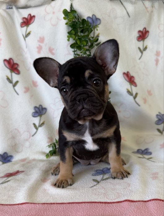 Excecional menina Bulldog/Bouledogue Francês de Qualidade