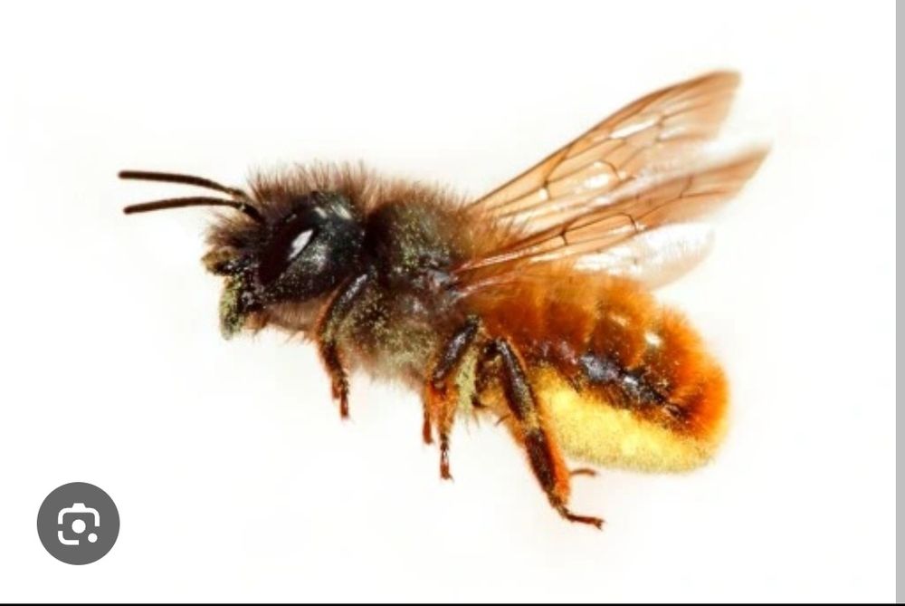 Kokony mix murarka rogata i ogrodowa