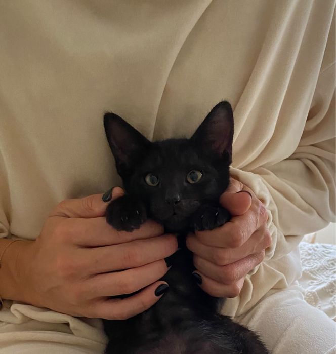 Gatinho para adocão