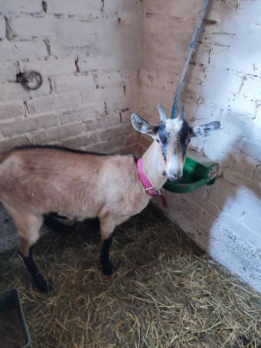 Śliczna młoda koza