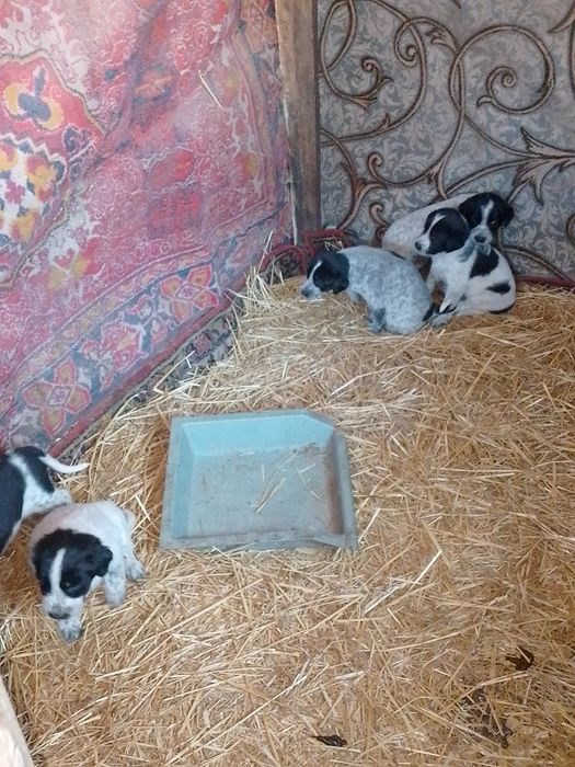 Віддам у добрі руки гарних цуценят безкоштовно хлопчиків та дівчаток.