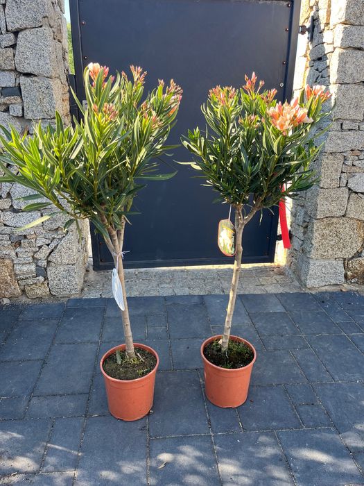 Oleander na pniu ANGIOLO PUCCI
