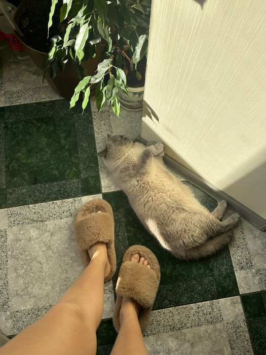 Вʼязка шотландець прямовухий